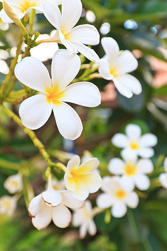 จำปาลาว