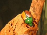 insect (13).jpg