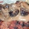 Pork chop ��Ӽ�駡Ѻ����١��ع