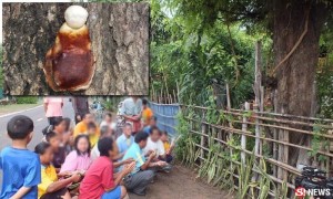 พบเห็ดประหลาด คล้ายเณรอุ้มบาตรขึ้นโคนต้นมะขาม