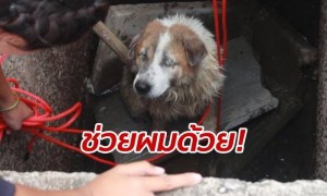 หมาตาบอดเดินร่วงตกท่อน้ำ เห่าหอนร้องให้ช่วย ตากแดดตากฝนมา 2 วัน