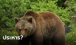นักอนุรักษ์ลุกฮือ หลัง “หมีสีน้ำตาล” ถูกตัดสินประหารชีวิต ข้อหาทำร้ายนักเดินป่า