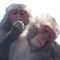 Mt.Takasaki Monkey Land National Park