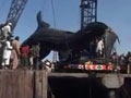 จับฉลามยักษ์ 41 ฟุต