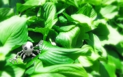 3D_Leafs_with_Robot.jpg