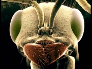 3D_fly.jpg
