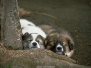 animal (20).jpg