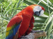 animal (5).JPG