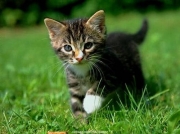 animal (8).JPG
