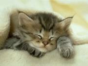 animal (9).JPG