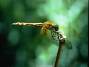 insect (10).jpg