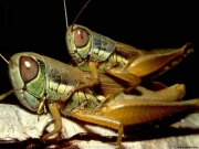 insect (11).jpg