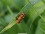 insect (12).jpg