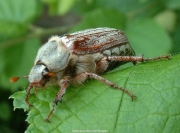 insect (2).jpg
