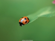 insect (3).jpg