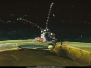 insect (4).jpg