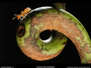 insect (5).jpg