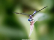 insect (6).jpg