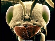 insect (8).jpg