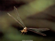 insect (9).jpg