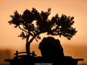 landscape (23).jpg