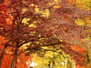 landscape (24).jpg