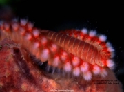 sea (11).jpg