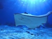 sea (13).jpg
