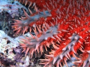 sea (14).jpg