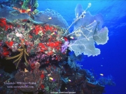 sea (15).jpg
