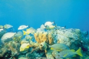 sea (32).JPG