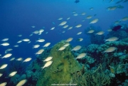 sea (36).JPG