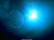 sea (50).JPG