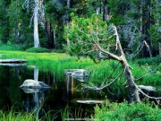 stream (10).jpg