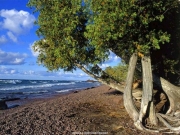 tree (10).jpg
