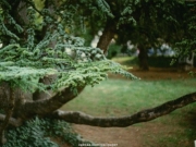 tree (11).jpg