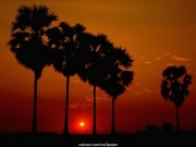 tree (14).JPG