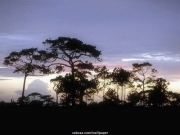tree (15).JPG