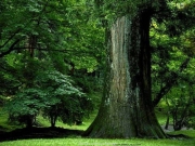 tree (16).JPG