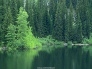 tree (17).JPG