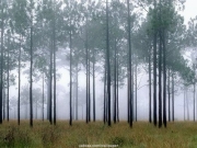 tree (25).JPG