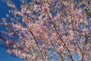 tree (26).JPG