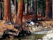 tree (9).jpg