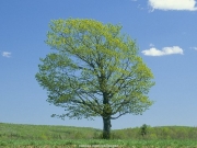 tree (12).jpg